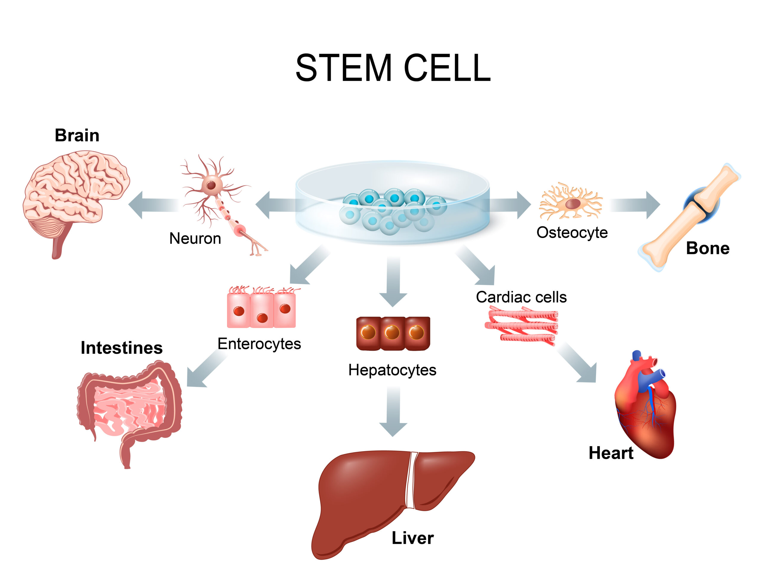 new research about stem cells